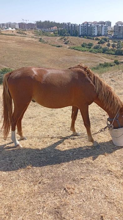 Vendo cavalo garrano inteiro