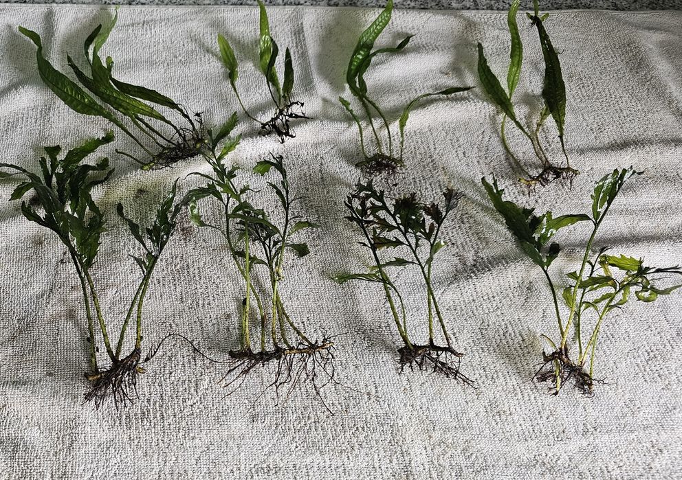 Fetos de java, Bolbitis heudelotii