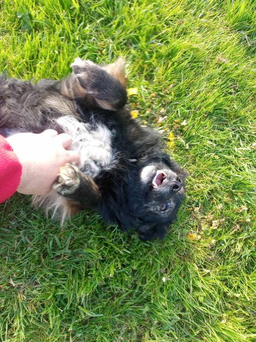 Kochany psiak szuka domu