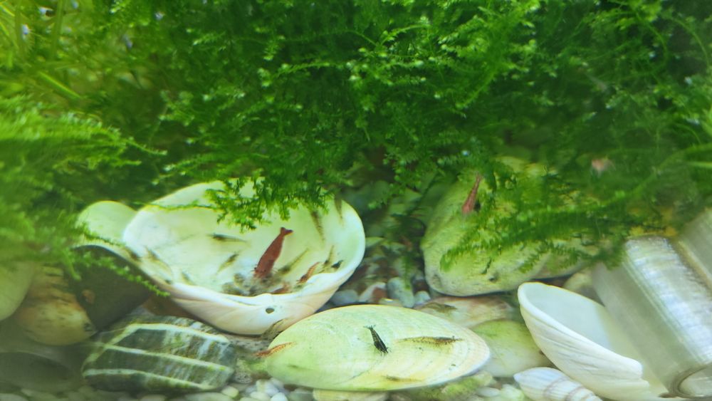 Musgo de Aquário (Java Moss / Musgo de Java) – Perfeito para Camarões e Alevins!