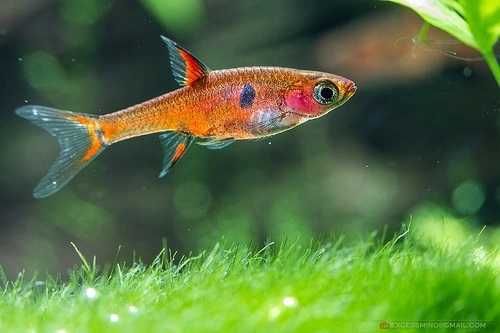 GB Razbora Maculata, Razbora Plamista - dowóz ryb!