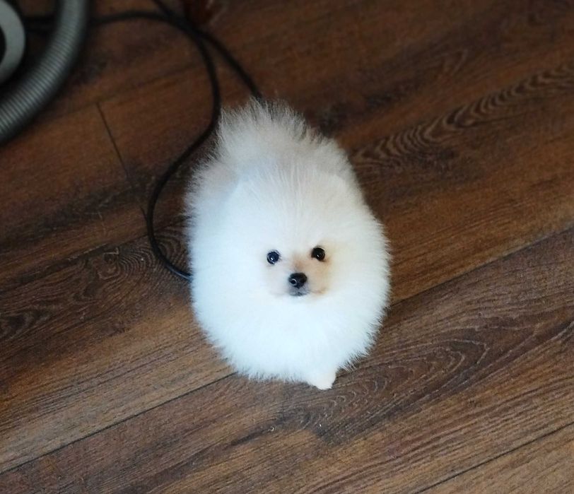 Хлопчик біло-кремовий с док.КСУ