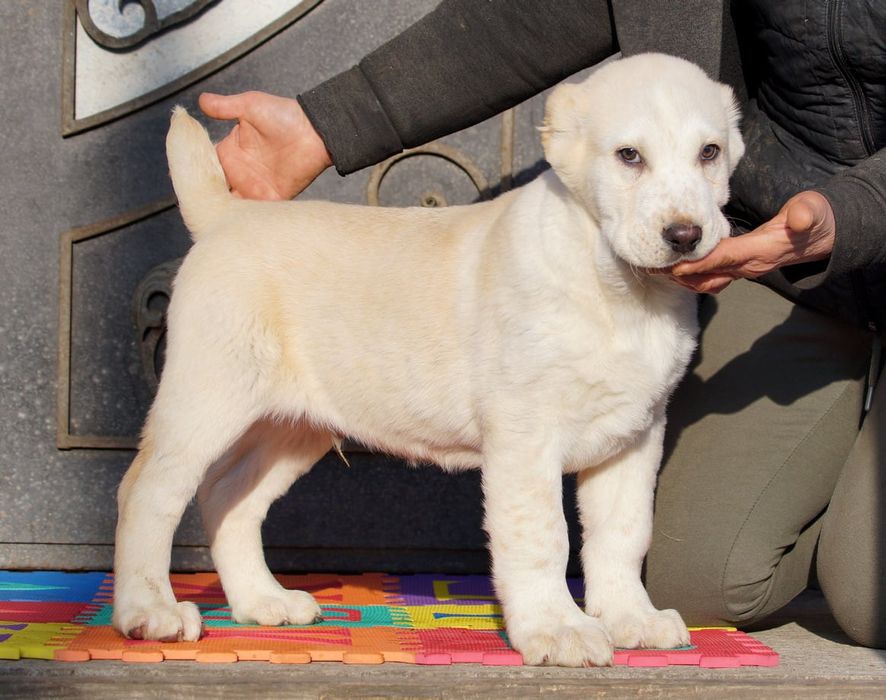 Середньоазіатськая вівчарка, алабай цуценята