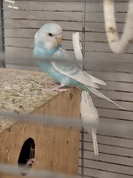 Papugi Faliste samiczka młoda i dobrana para