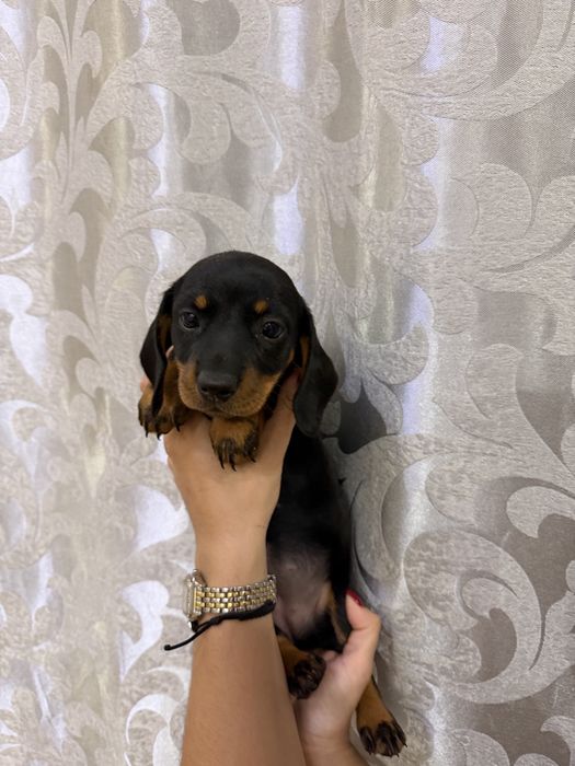 Милі цуценята такси