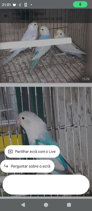 Vendo periquitos arco-íris ou troco por outras aves