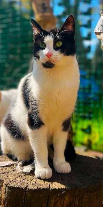 Balbinka szuka  domku