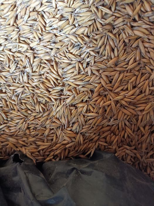 Sprzedam  owies, pszenicę, kukurydze, groch