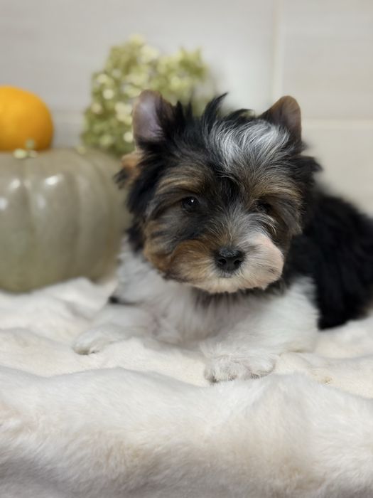 Хлопчик бівер, з документами. Кольровий йорк