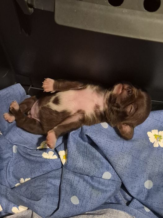 Chihuahua czekoladowa miniatureczka dziewczynka krótkowłosa z rodowode