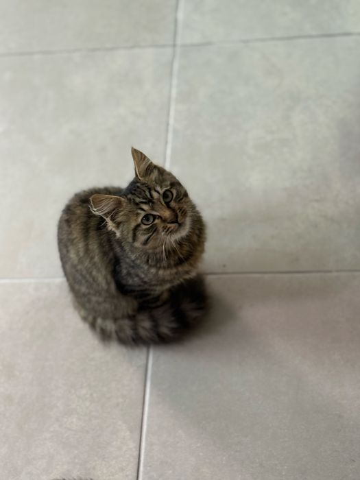 Тигрове кошеня хлопчик