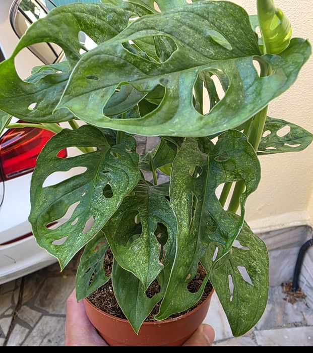Monstera adansonii "Mint"