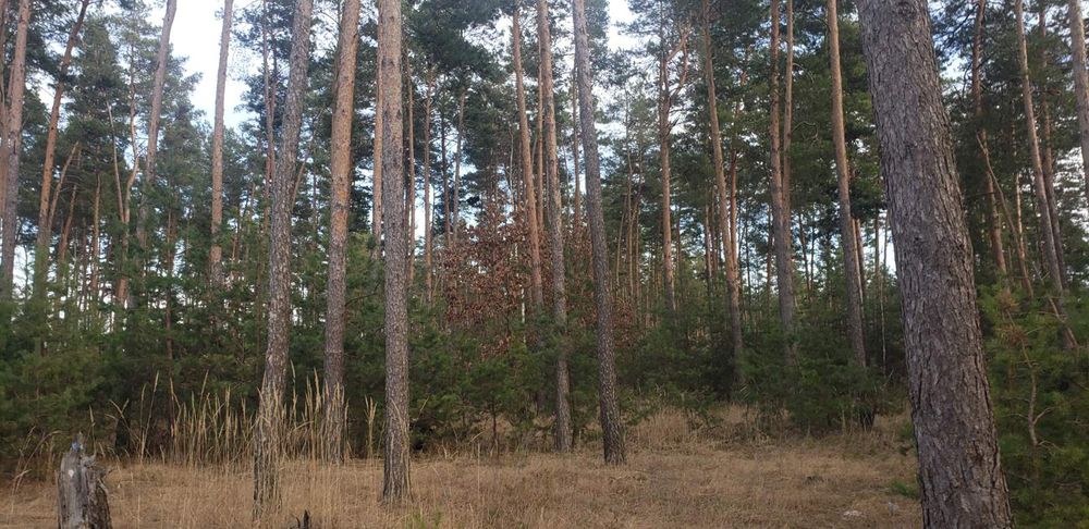 Продажа,обмен 2га с.Марьяновка осг фасад, асфальт