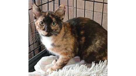 Wystraszona, roczna TRIKOLORKA-wysterylizowana