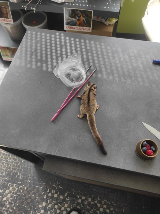 Lotopałanka karłowata