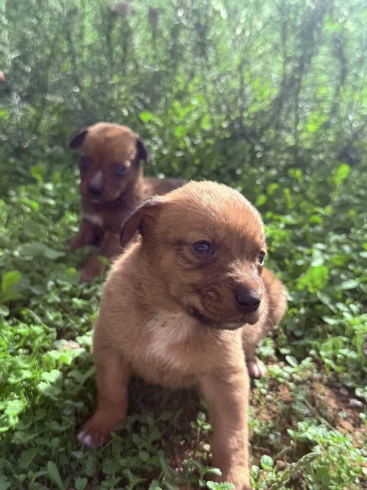 Três bebés à procura de uma família – 2 Cão e 1 Cadela
