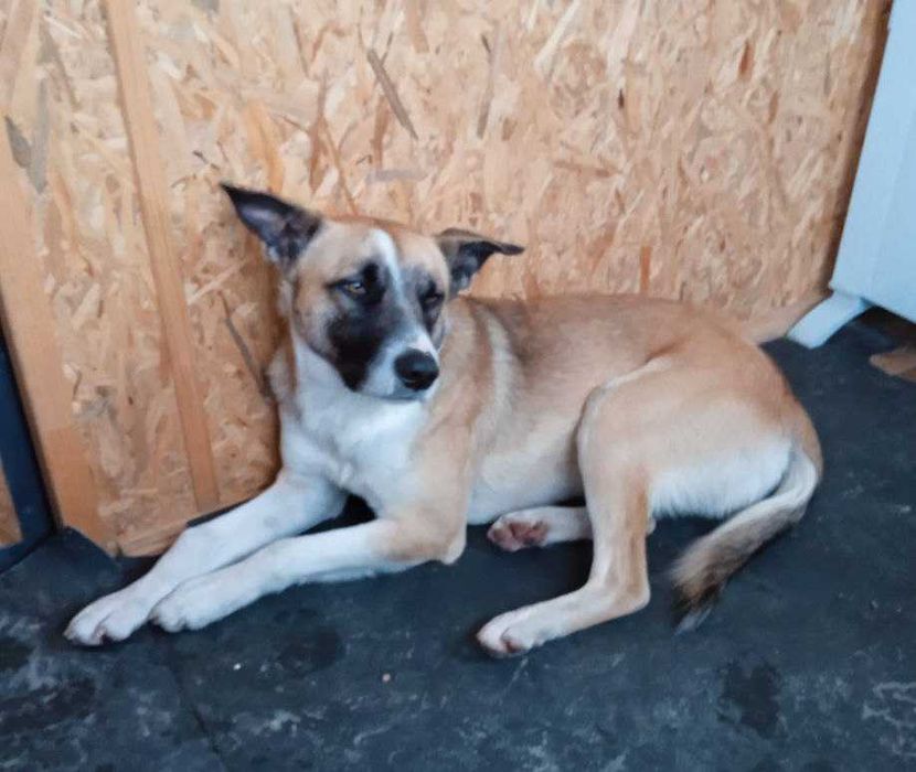 Пряник, рудий песик 1 року, шукає дім // собака цуценя щенок