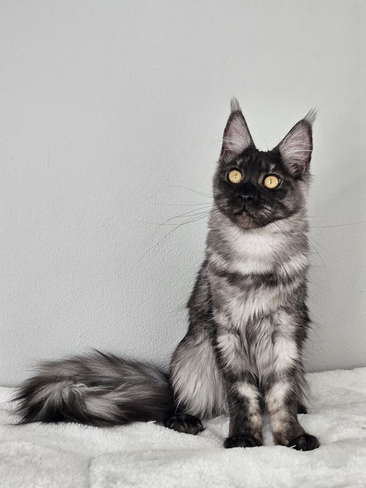 Rezerwacja Kotka rasy Maine Coon FPL