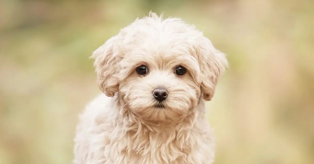 Maltipoo mini puppy