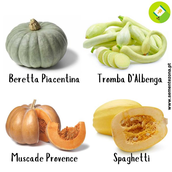 Kit/pack de 4 pacotes de sementes - Abóboras