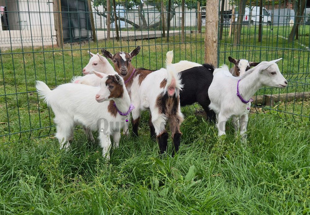 Cabras Fêmeas Micro Anãs e Anãs