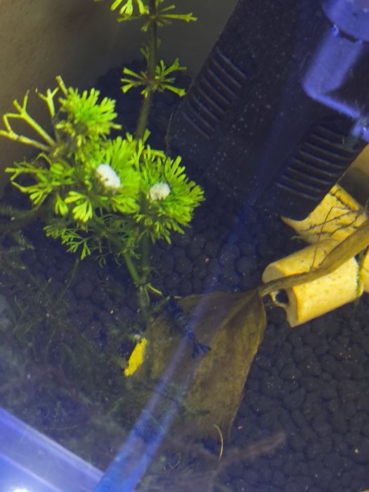 Neocaridina várias cores