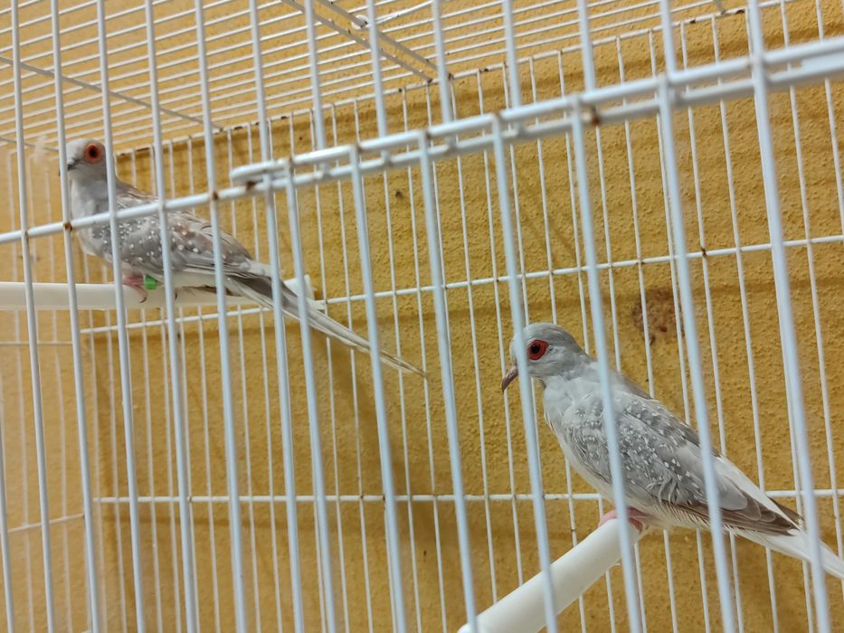 Casais rolas diamante