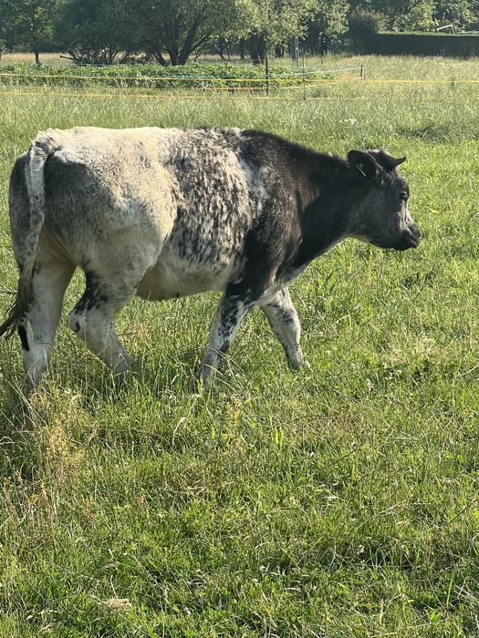 Jałówka Belgian Blue