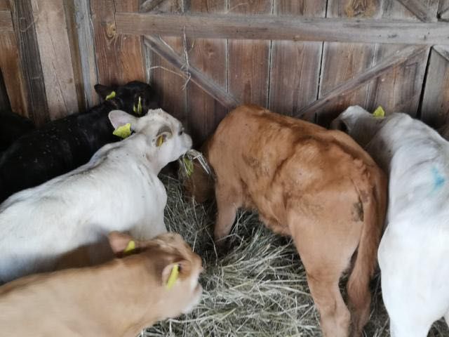 Sprzedam cielaki mięsne dobroń