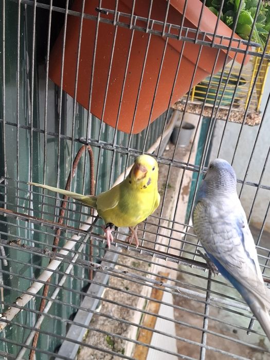 Piriquitos australianos