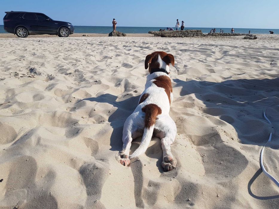 Вязка Джек Рассела