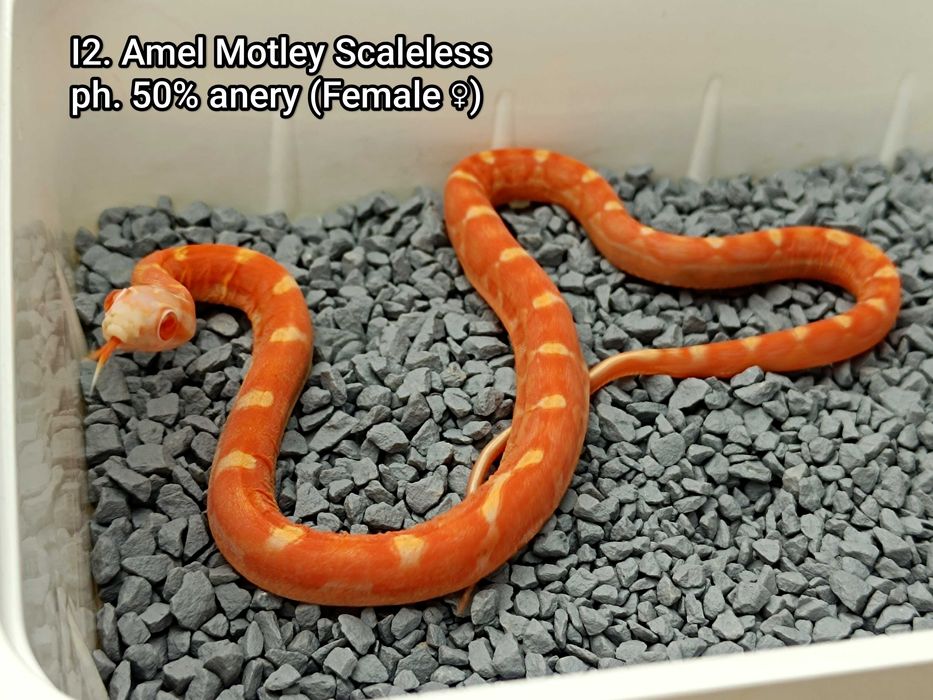 Wąż zbożowy / Samica Unikat / Amel Motley Scaleless ph. 50% anery /