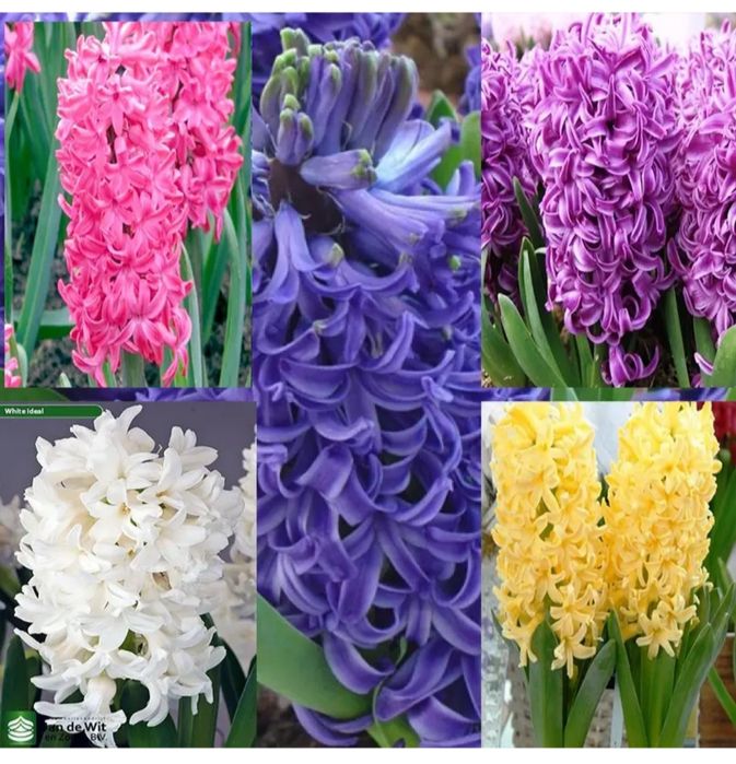 Гіацинт, тюльпан, нарцис,крокус.