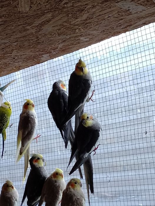 Sprzedam  papugi nimfy