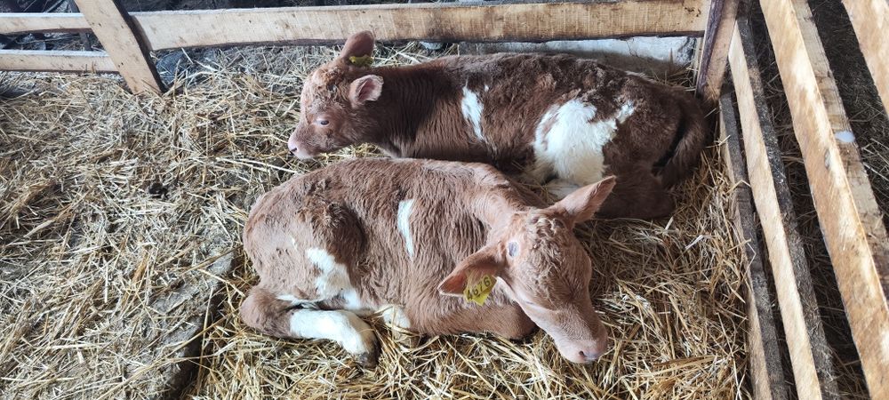 Продам 7-14-21-30 дневных бычков