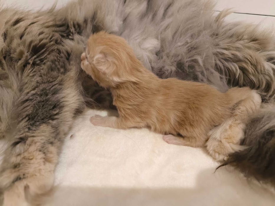 Maine Coon Kocurek biszkoptowy