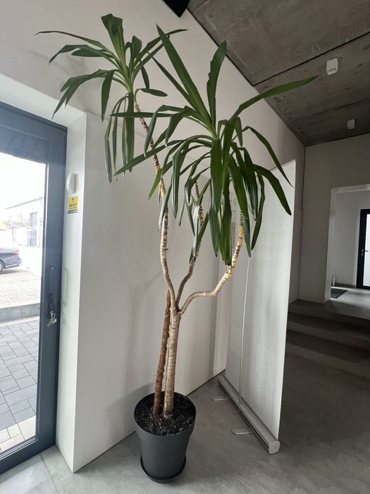 Юка офісна з горщиком