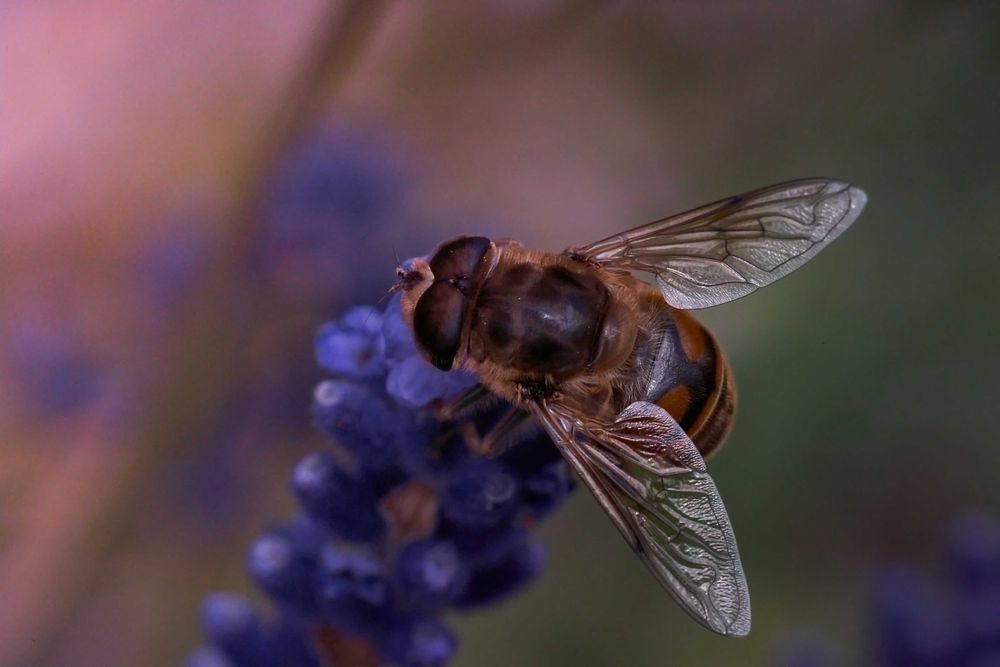 Obiektyw Minolta MC Macro Rokkor 100mm f/3.5 | Legendarna ostrość! 1:1