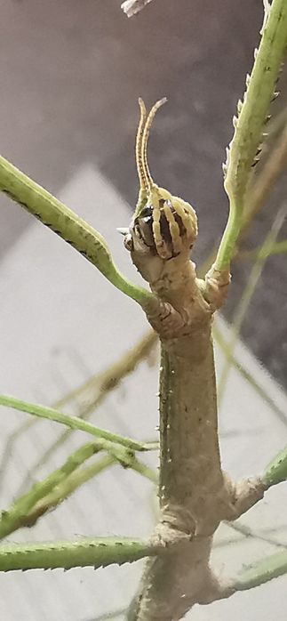 PILNE Patyczaki patyczak za darmo oddam