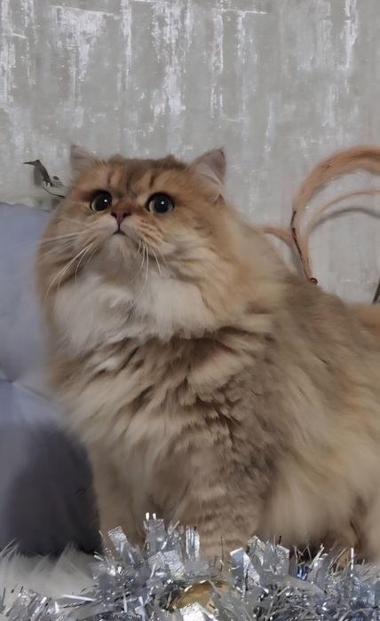 Шотландський хлопчик золота шиншила
