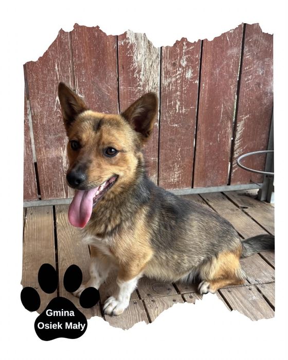 Piesek do Adopcji ! Mały