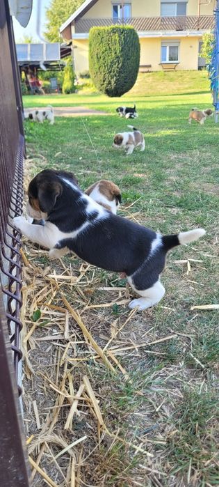 Pieski mama beagle