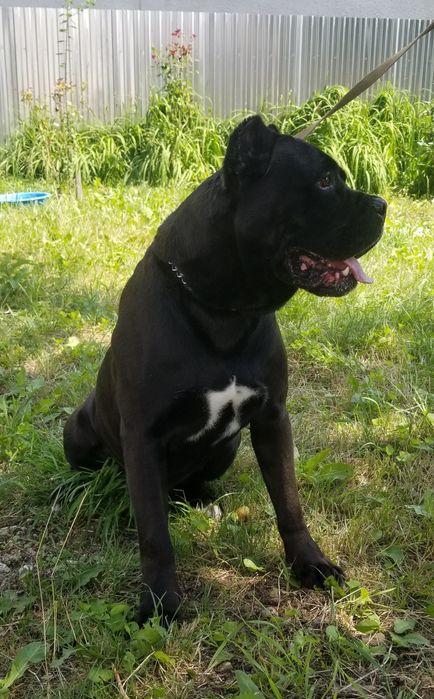 Кане Корсо вязка