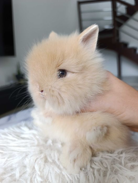 Mini lop karzełek Teddy hodowla