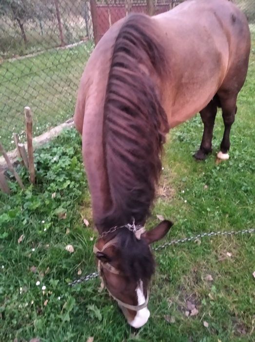 Продається кінь.