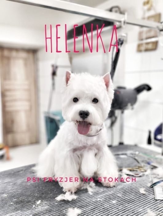 West Highland White Terrier ZKwP/FCI samiec, gotowy do odbioru