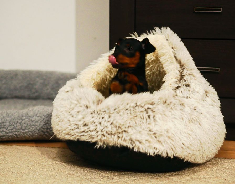 _ Piesek _Pinczer miniaturowy ZKwP FCI _ _  wyprawka  _ przebadane