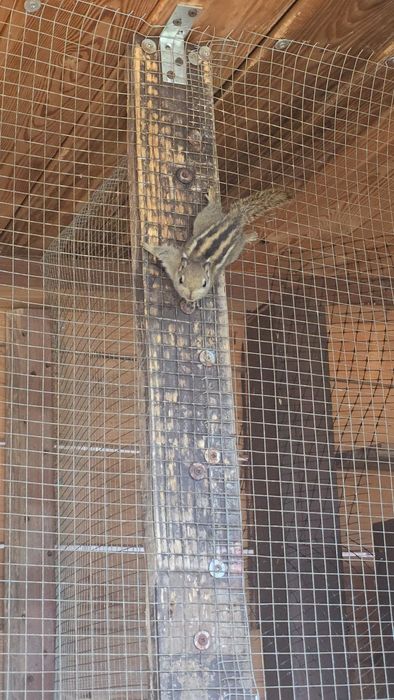 Młode wiewiórki chińskie na sprzedaż