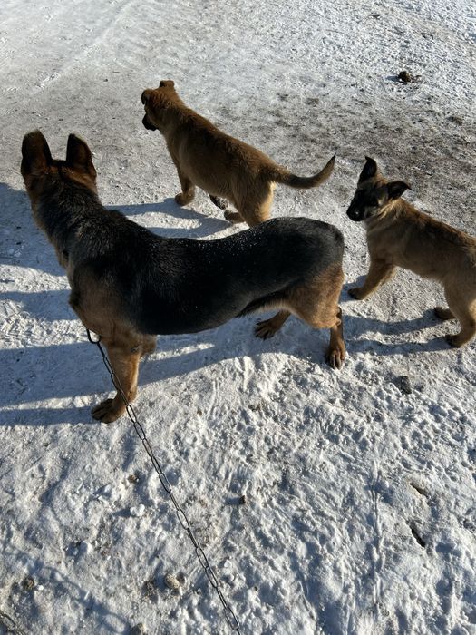 Продам собаку породи (Овчарка)