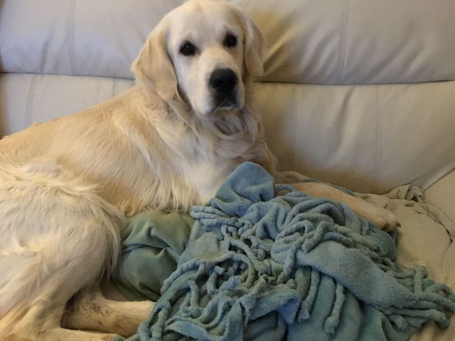 Golden retrievier